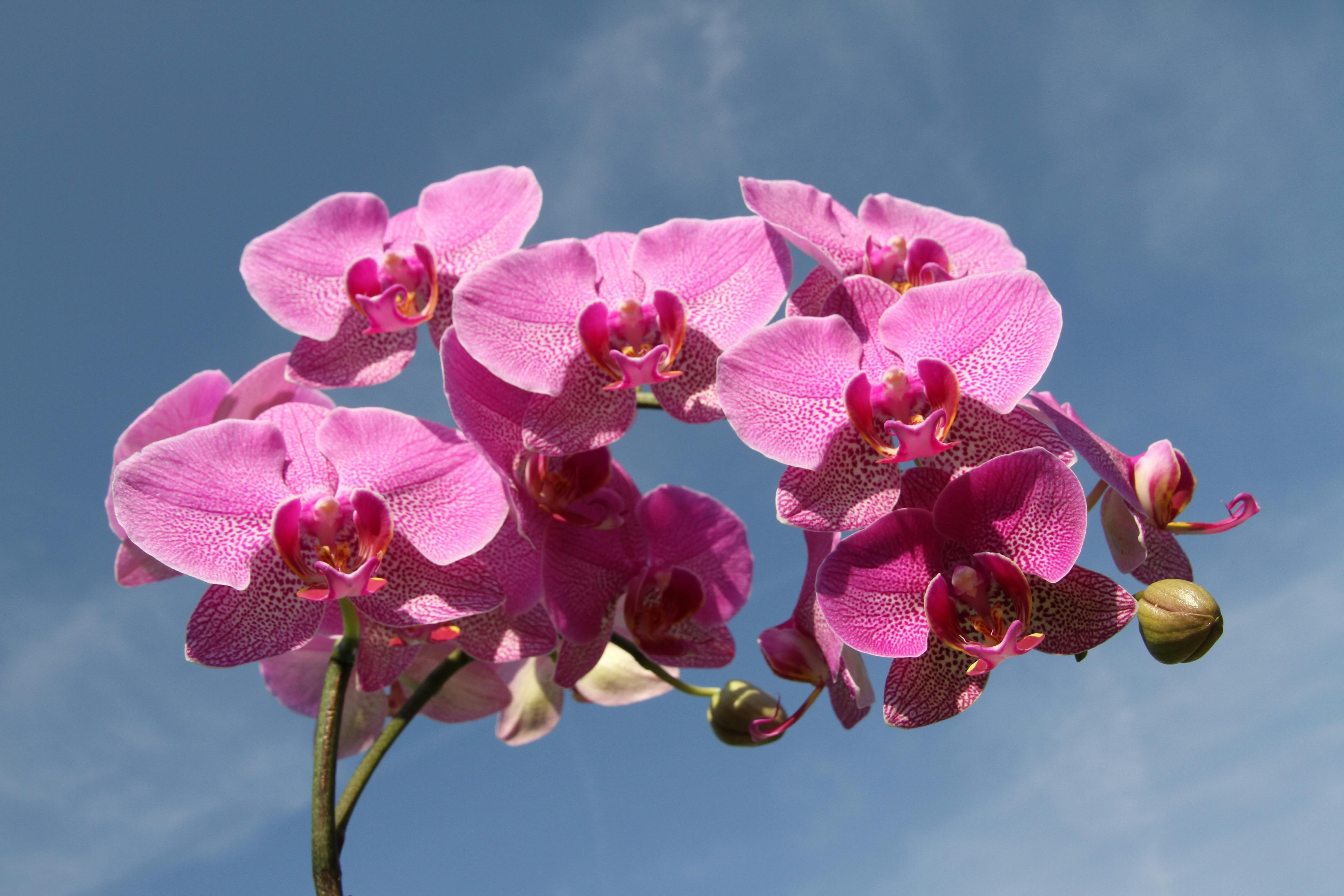 За орхидеями нужно уметь ухаживать
