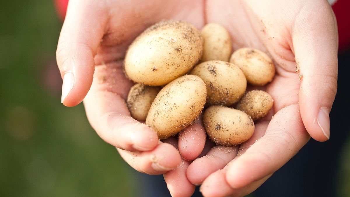 Як варити картоплю, щоб вона не розварювалася