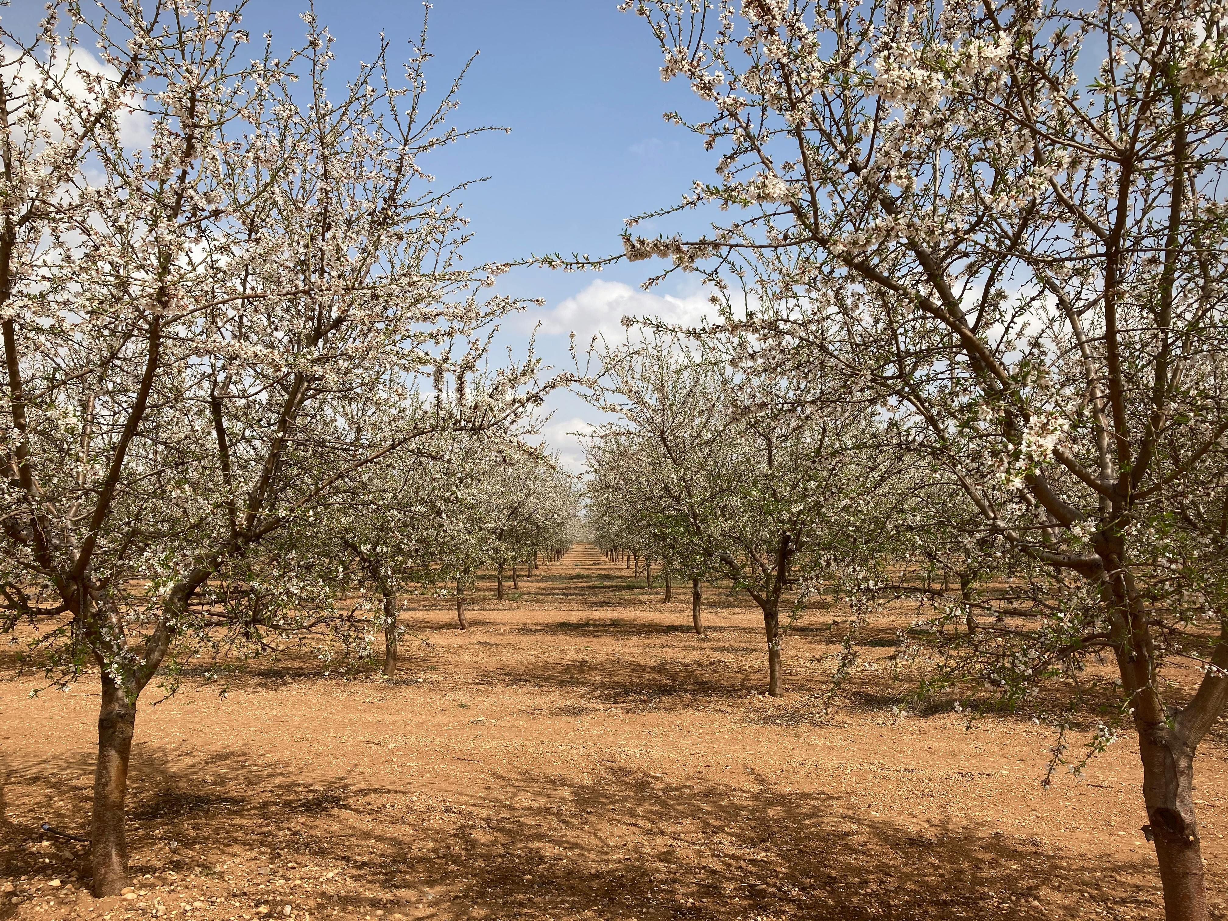 Белить деревья нужно правильно Белить деревья нужно правильно