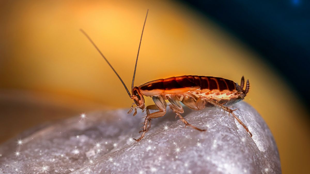 Как избавиться от тараканов с помощью народных методов