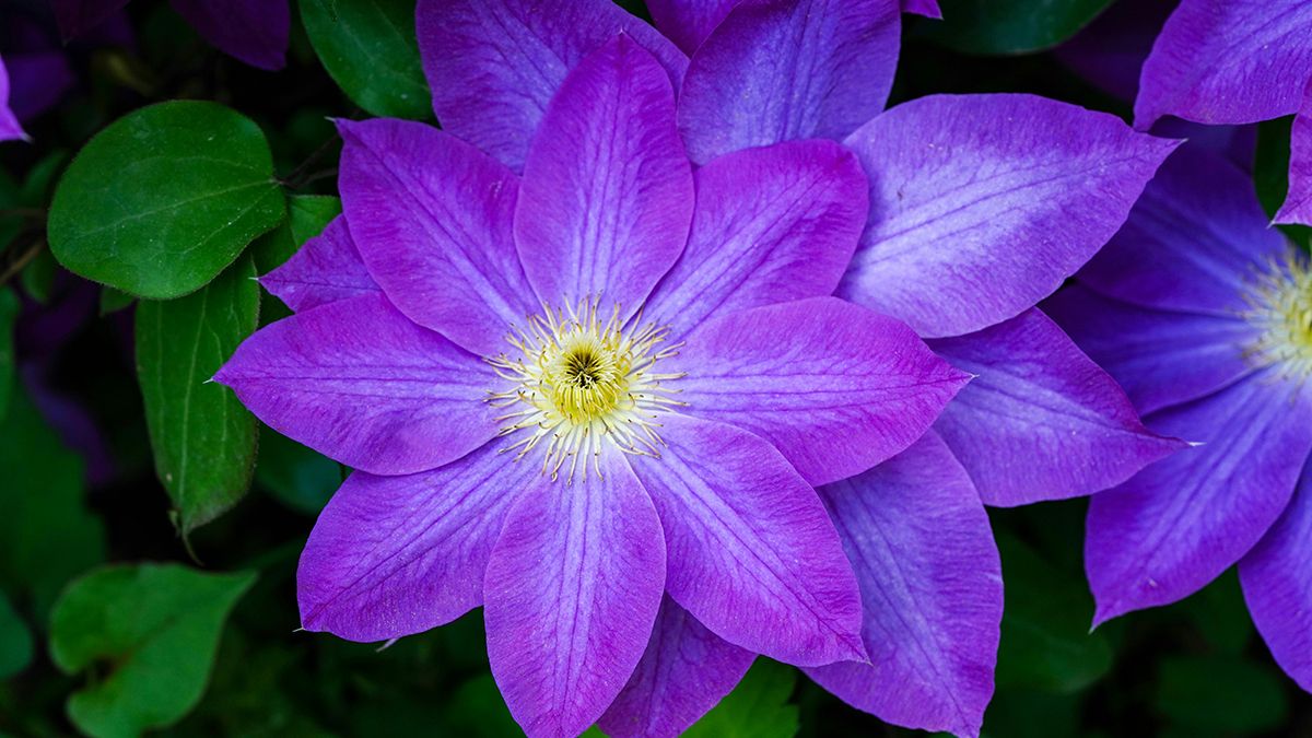 Какие растения надо обрезать в марте Какие растения надо обрезать в марте