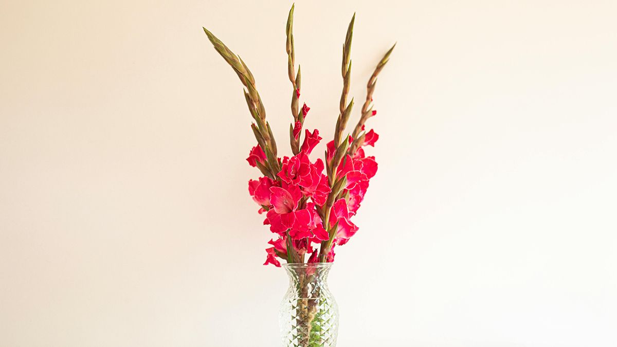 Коли садити гладіолуси навесні Коли садити гладіолуси навесні