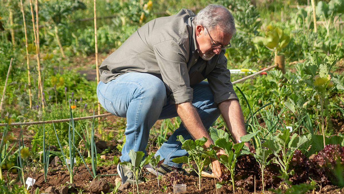 Чим підживлювати часник Чим підживлювати часник