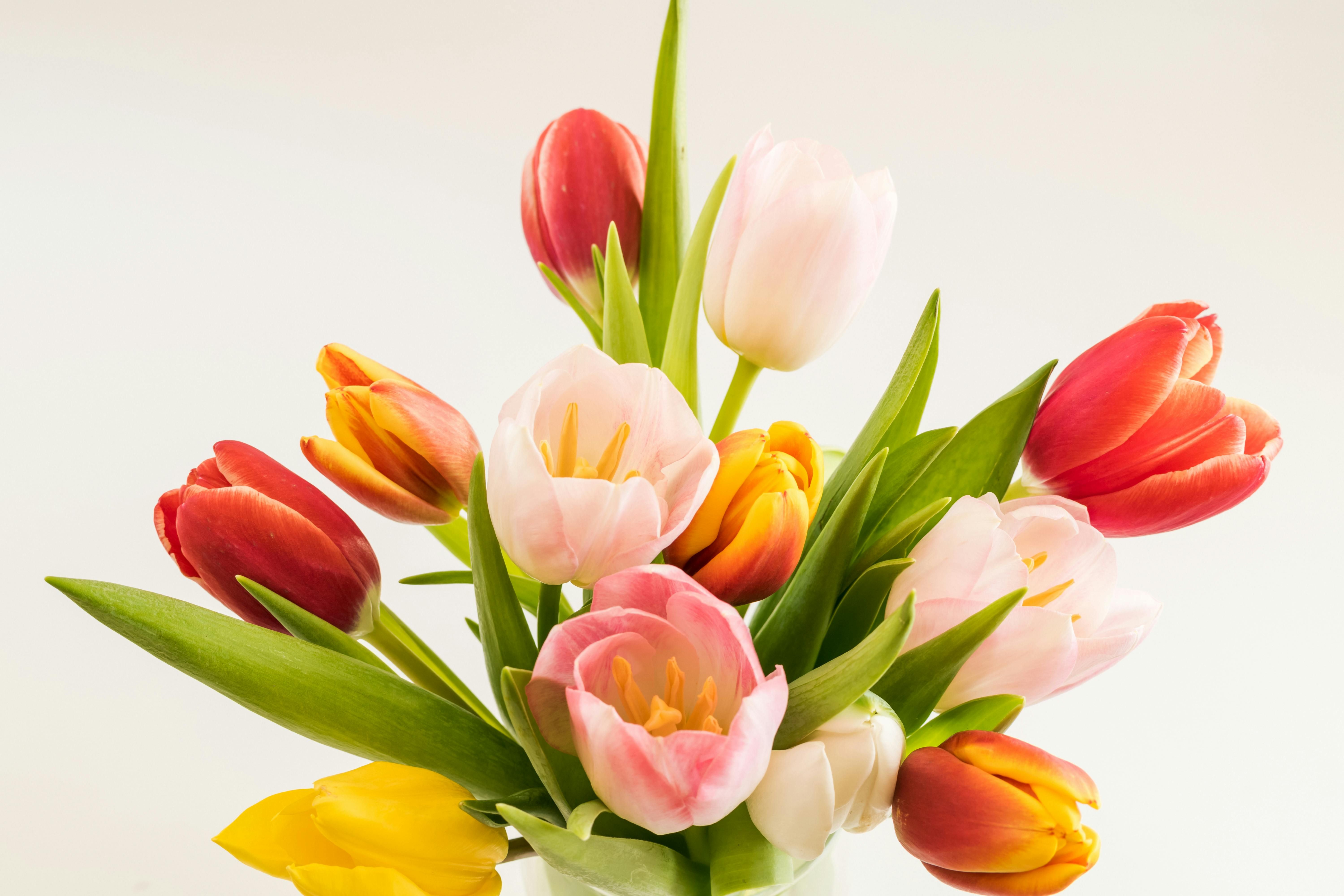 Ухаживать за тюльпанами в вазе нужно правильно