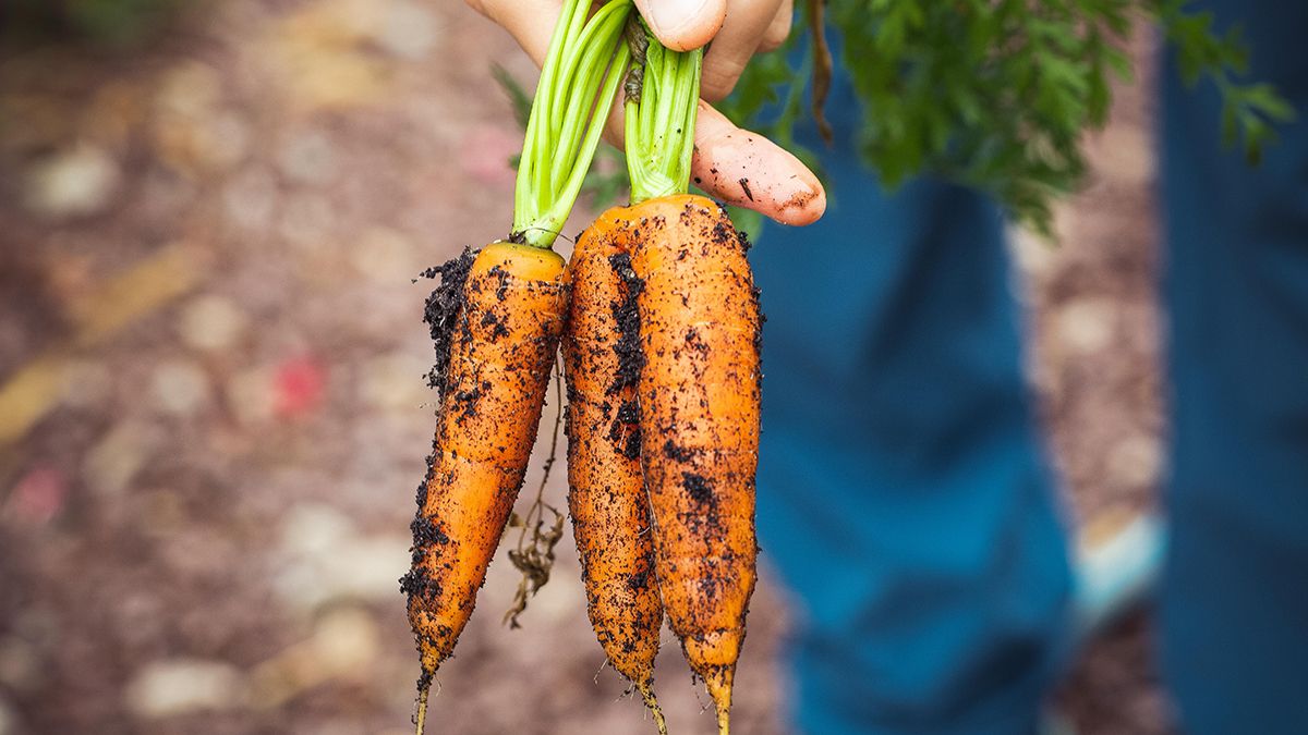 В какой месяц сеять морковь весной
