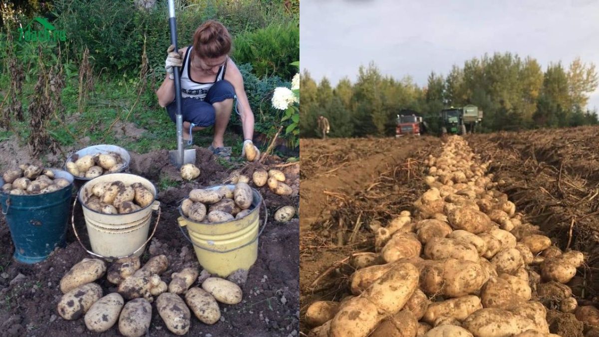 Что нельзя сажать на огороде после картофеля после картофеля Что нельзя сажать на огороде после картофеля после картофеля