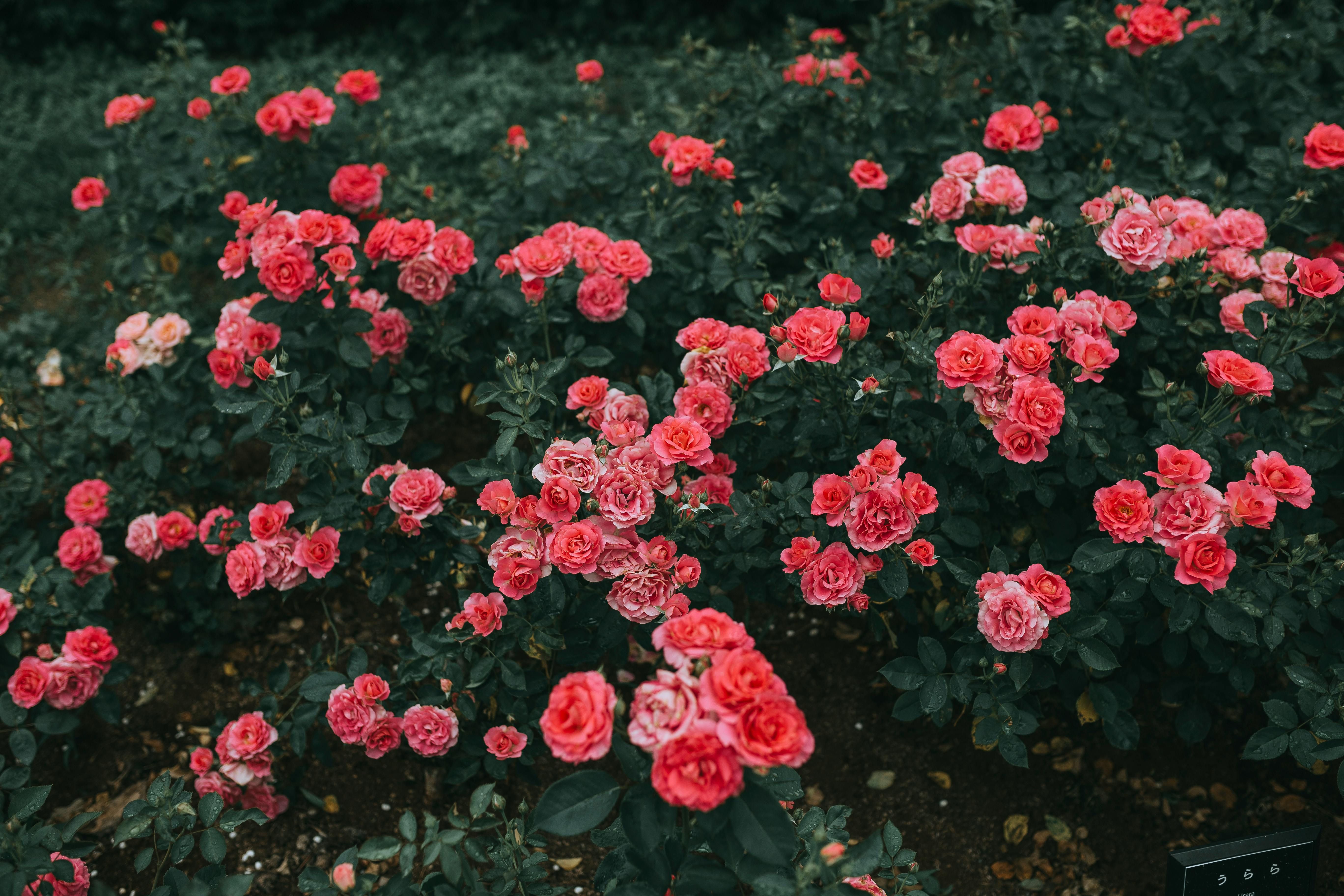 Плетисті троянди потребують правильного догляду