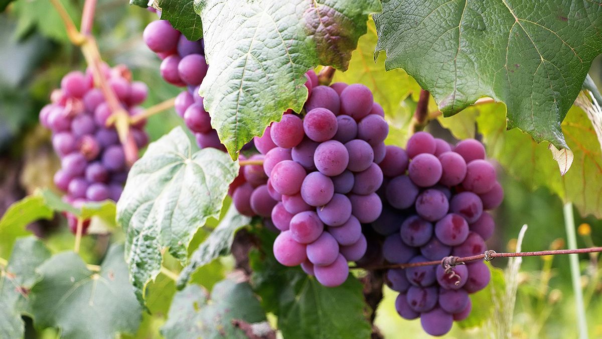Что нельзя сажать рядом с виноградом