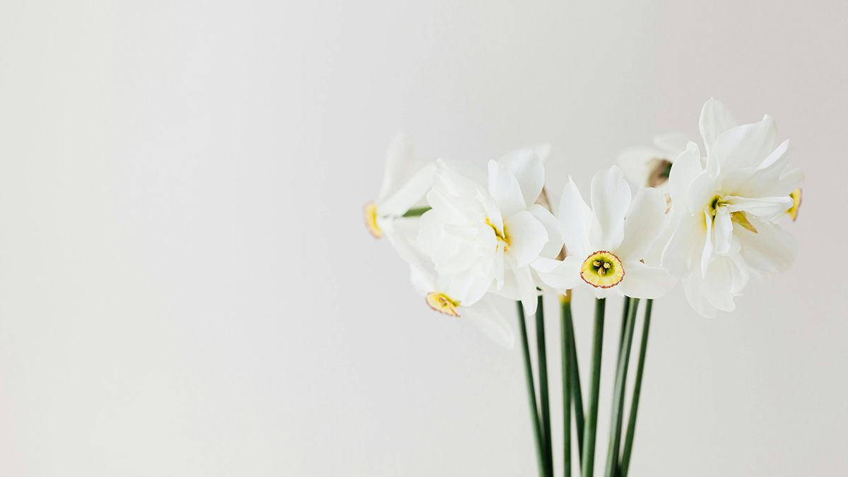 Коли треба садити нарциси Коли треба садити нарциси