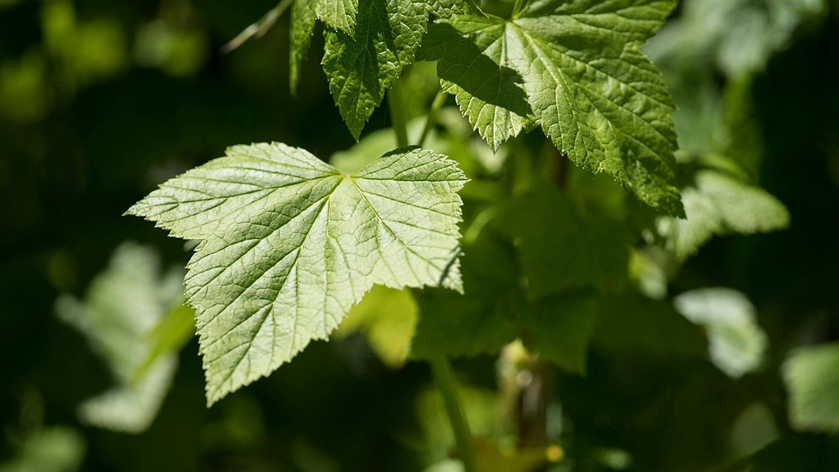 Як обрізати смородину навесні Як обрізати смородину навесні