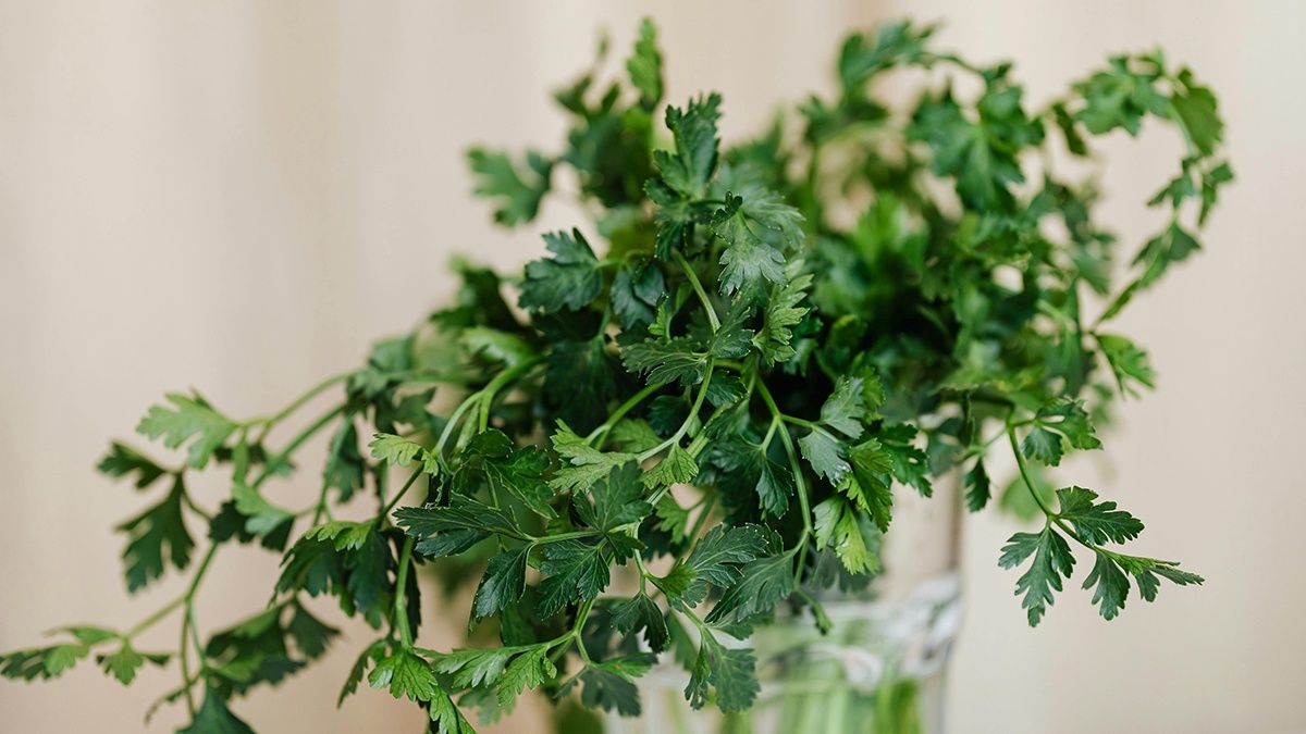 Коли треба сіяти петрушку Коли треба сіяти петрушку