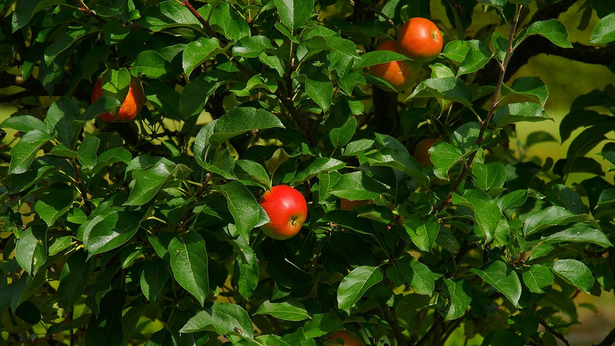 Чем подкормить молодую яблоню весной Чем подкормить молодую яблоню весной