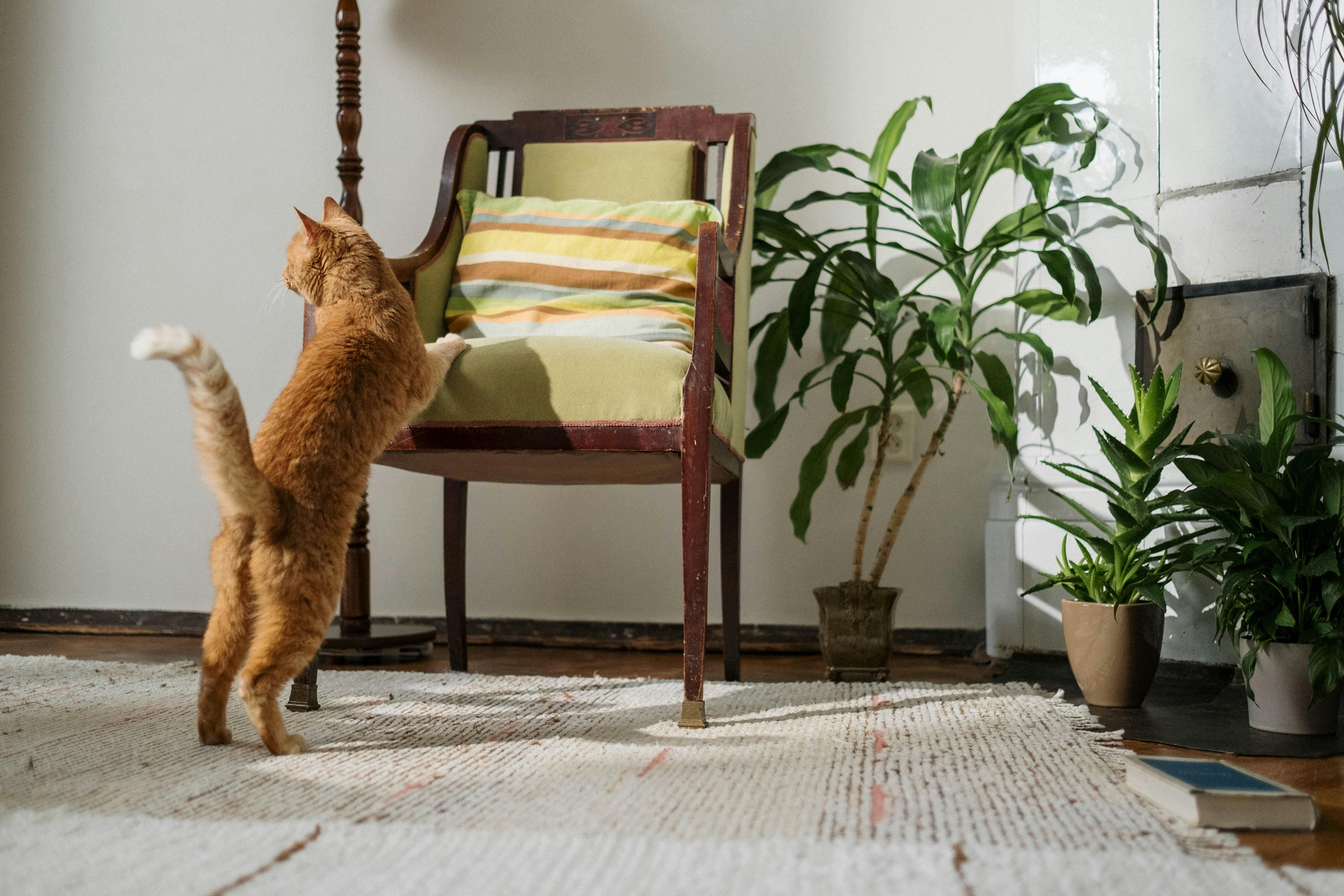 Деякі коти гризуть домашні рослини