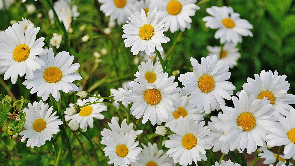 Які квіти білого кольору посадити в саду