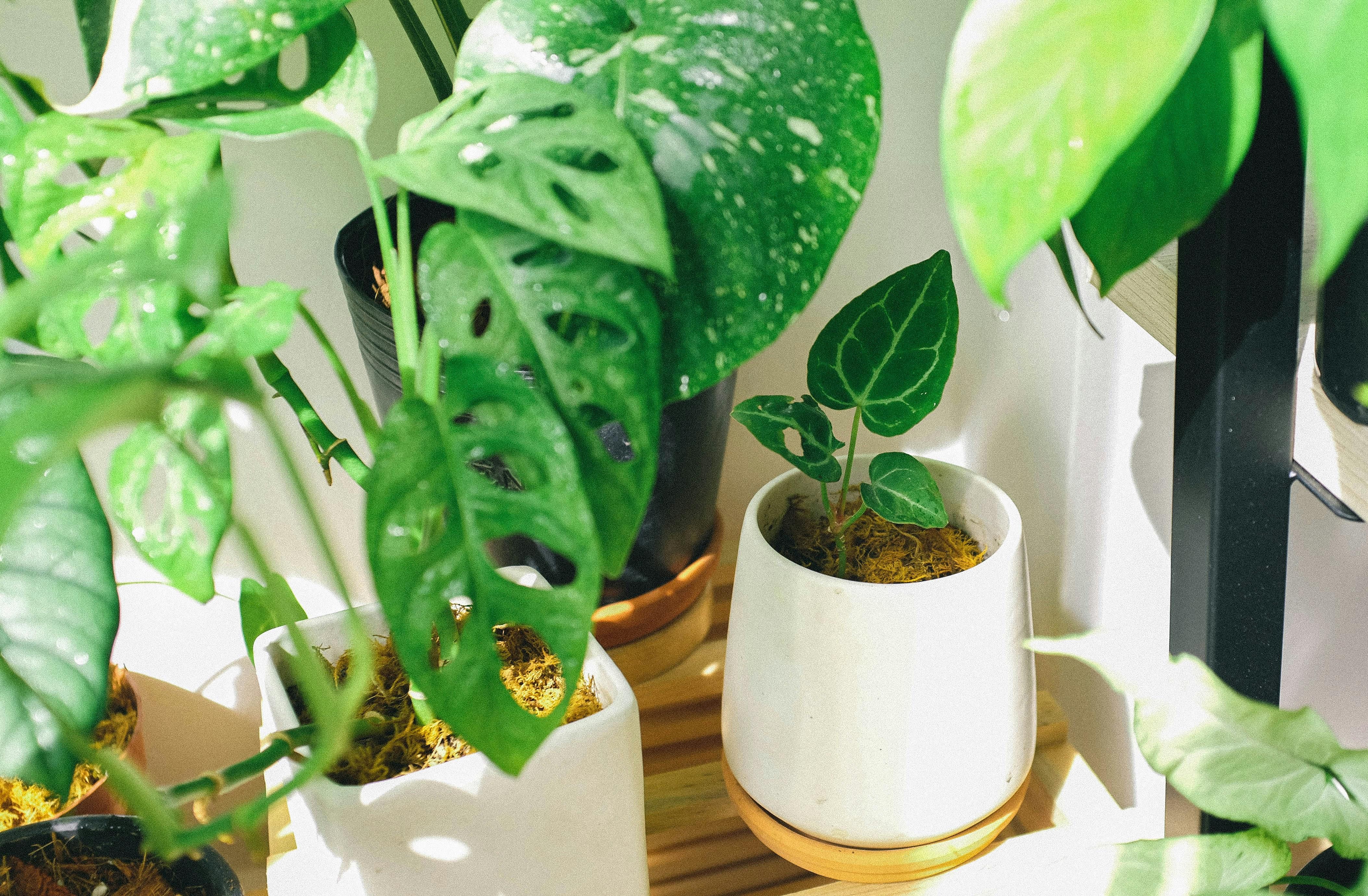 За комнатными растениями нужно правильно ухаживать зимой
