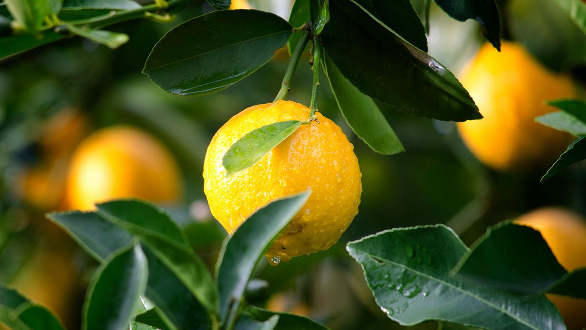 Корисні властивості лимонів