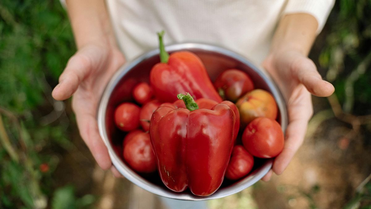 Что нельзя сажать возле перца Что нельзя сажать возле перца