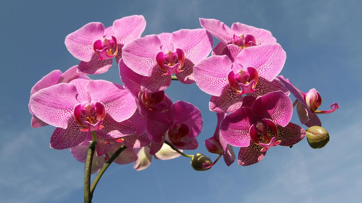 Як покращити цвітіння орхідеї