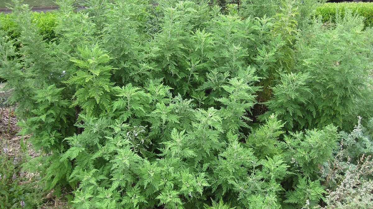 Почему нельзя вырывать полынь с огорода Почему нельзя вырывать полынь с огорода