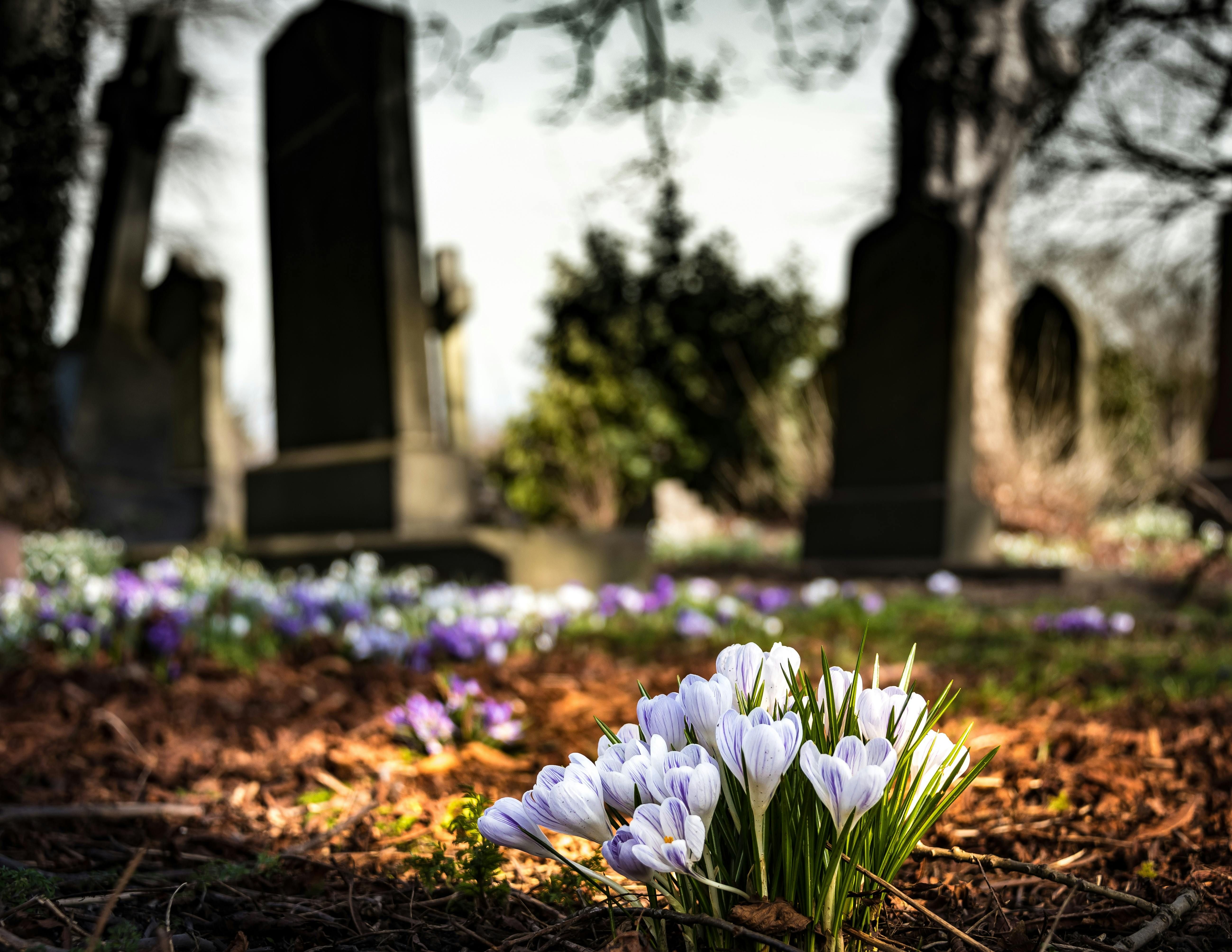Не всі квіти можна садити біля могил