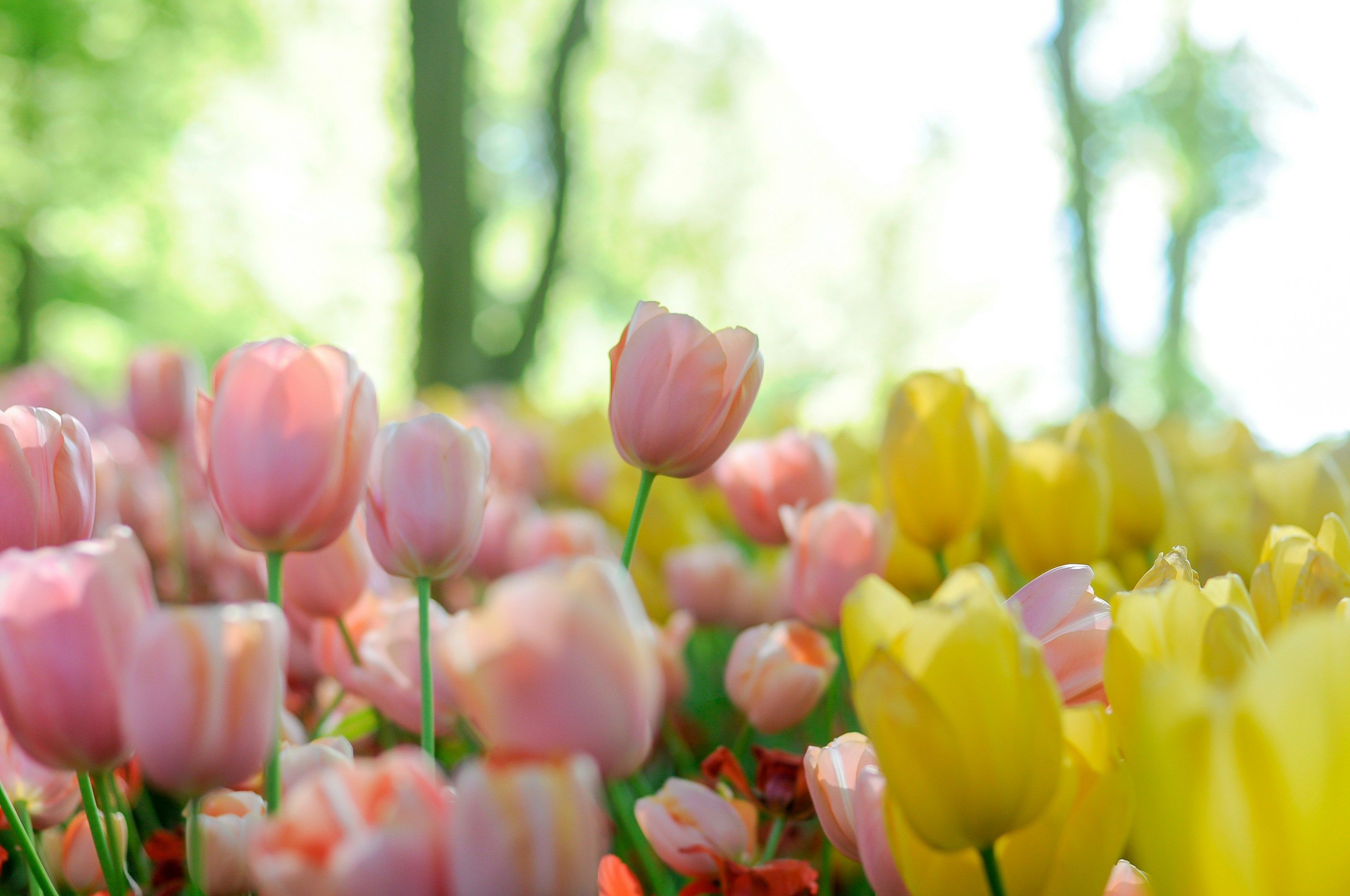 Чи треба весною пересаджувати тюльпани - як садити та доглядати за тюльпанами - Поради