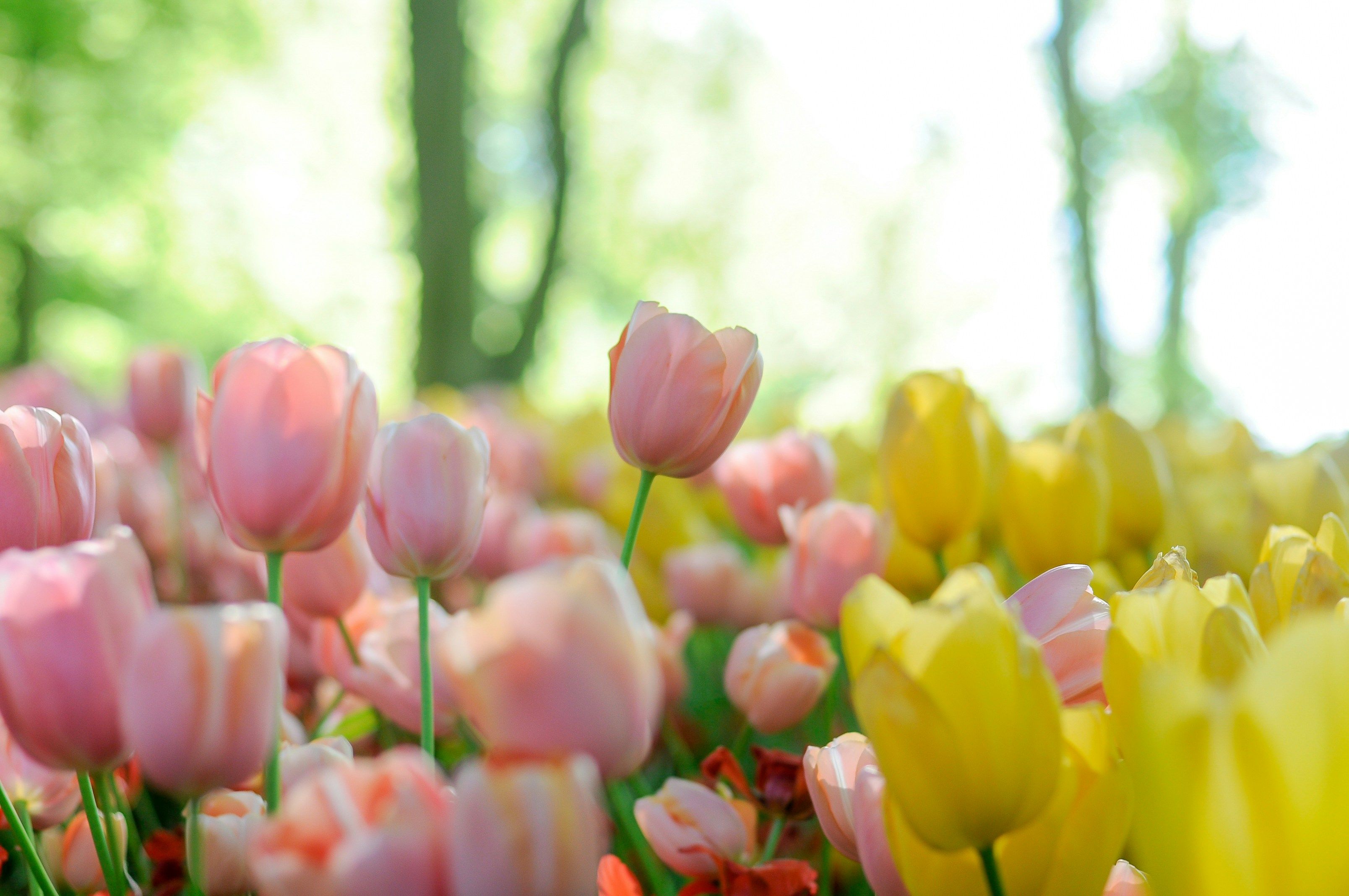 Чи треба весною пересаджувати тюльпани - як садити та доглядати за тюльпанами - Поради Чи треба весною пересаджувати тюльпани - як садити та доглядати за тюльпанами - Поради