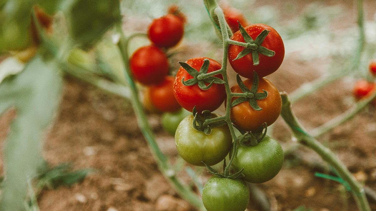 Що можна садити після помідорів