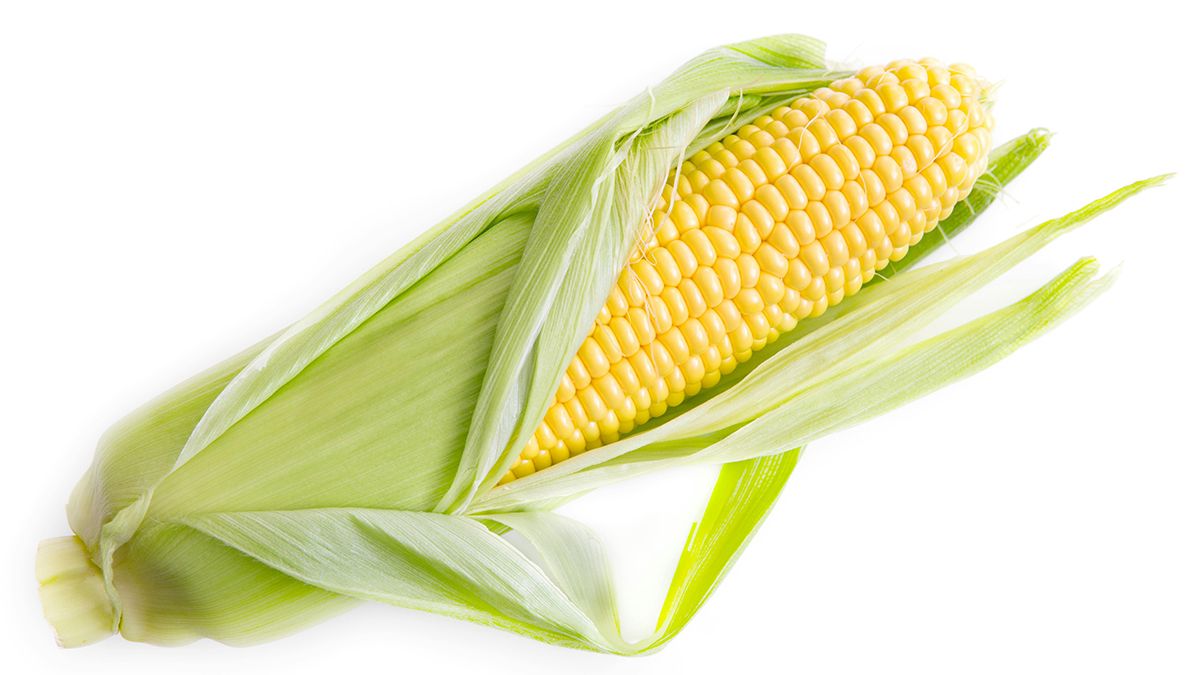 Когда сажать кукурузу в 2024 году