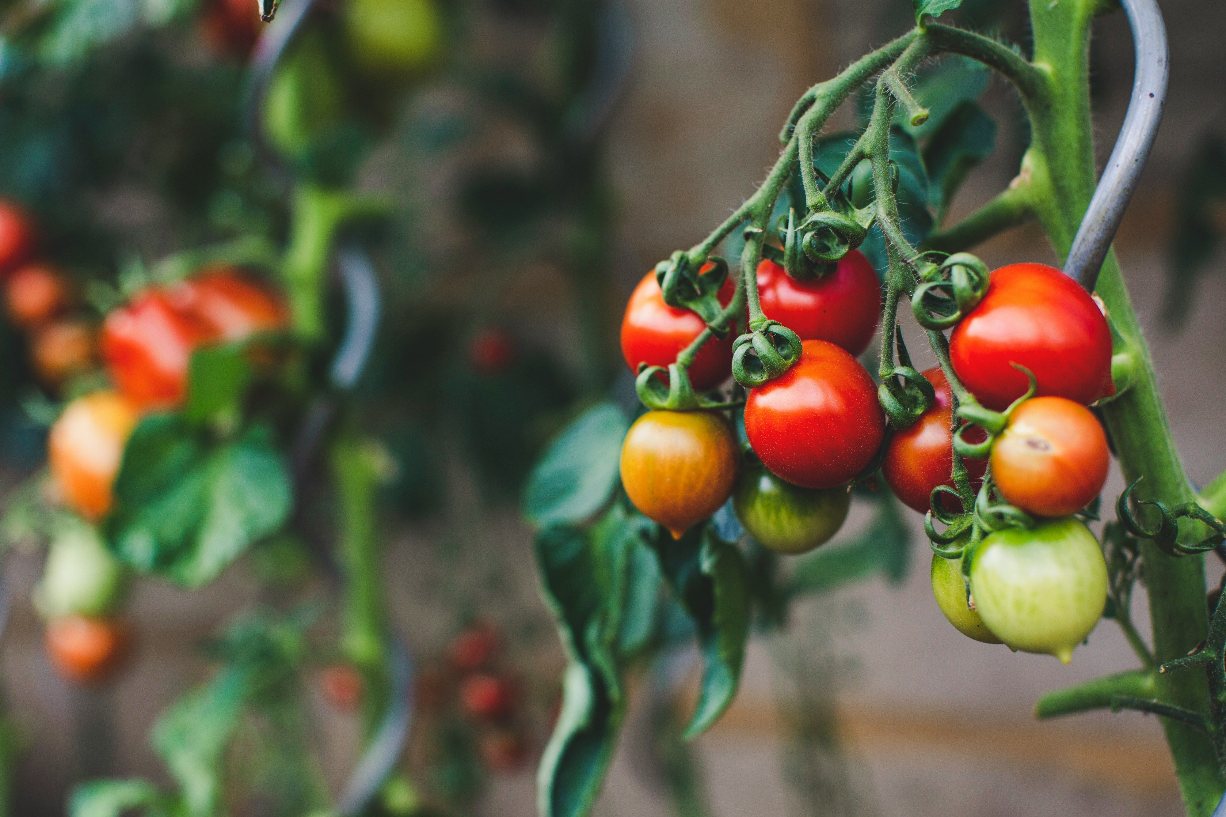 Коли не можна садити помідори - посівний календар лютий, березень, квітень 2024 - Поради