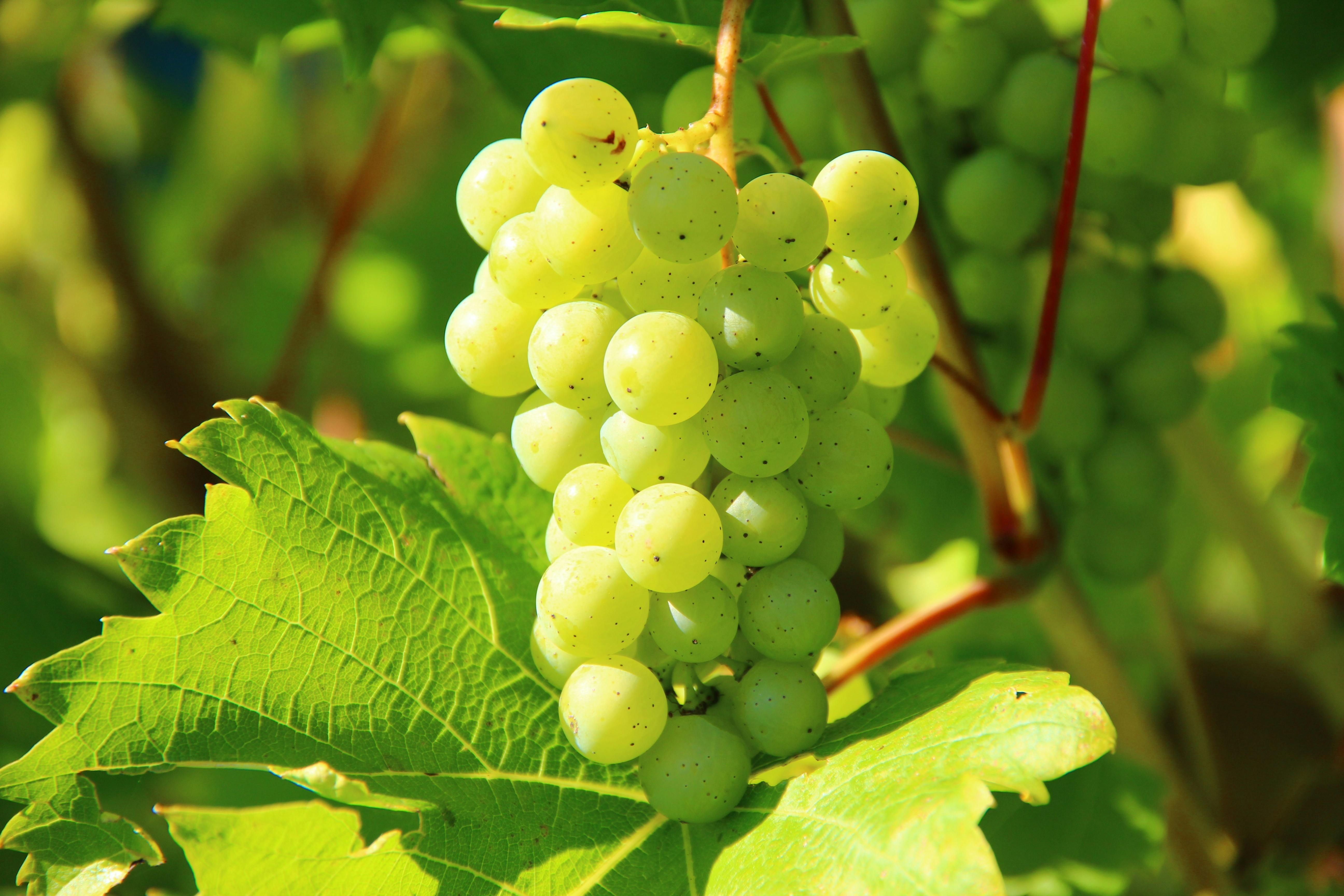 Виноград потрібно підживлювати навесні