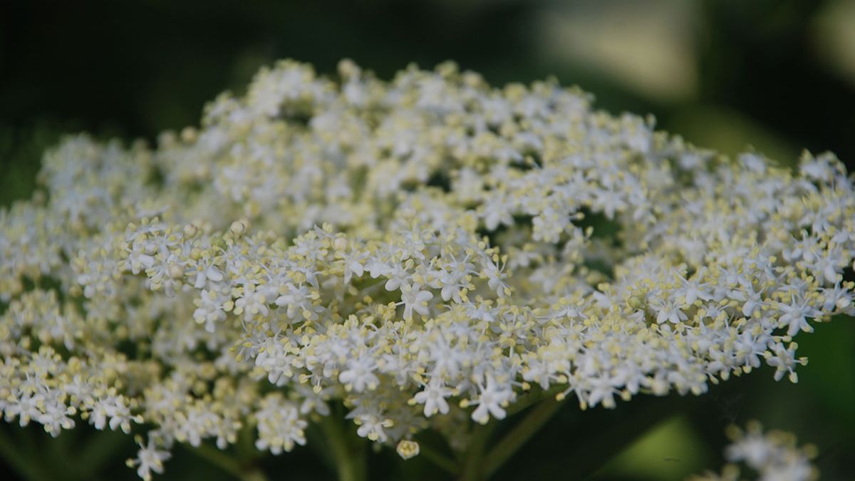 Які кущі не можна садити біля дому Які кущі не можна садити біля дому