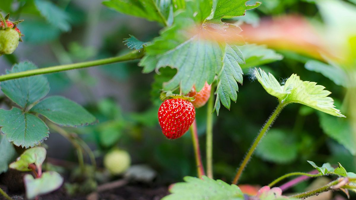 Що треба посадити біля полуниці Що треба посадити біля полуниці