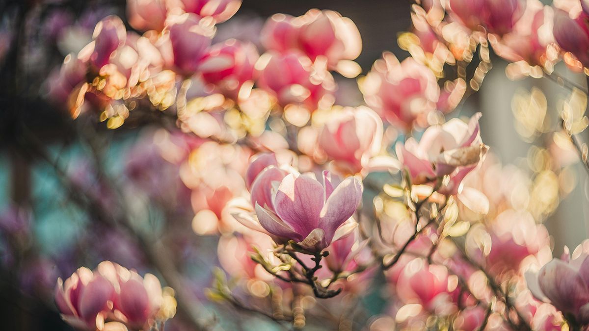 Почему нельзя сажать возле дома магнолию возле дома Почему нельзя сажать возле дома магнолию возле дома