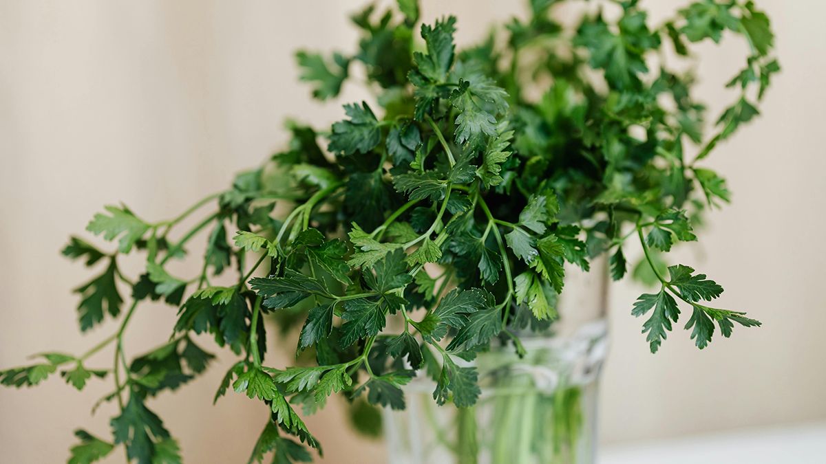 Когда сажать петрушку и укроп весной Когда сажать петрушку и укроп весной