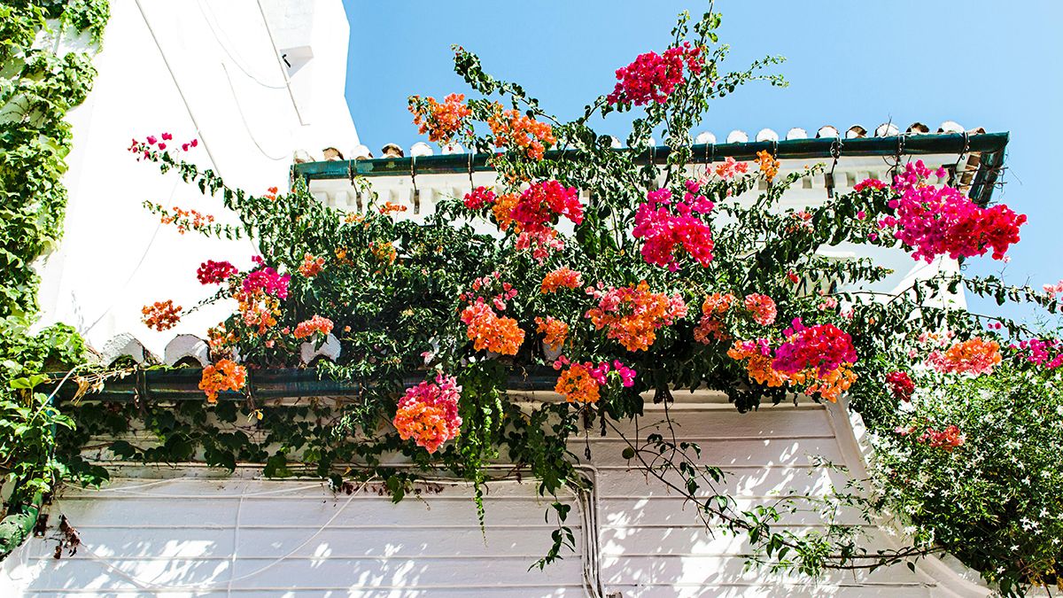 Какой завтрак поможет зацвести цветам Какой завтрак поможет зацвести цветам