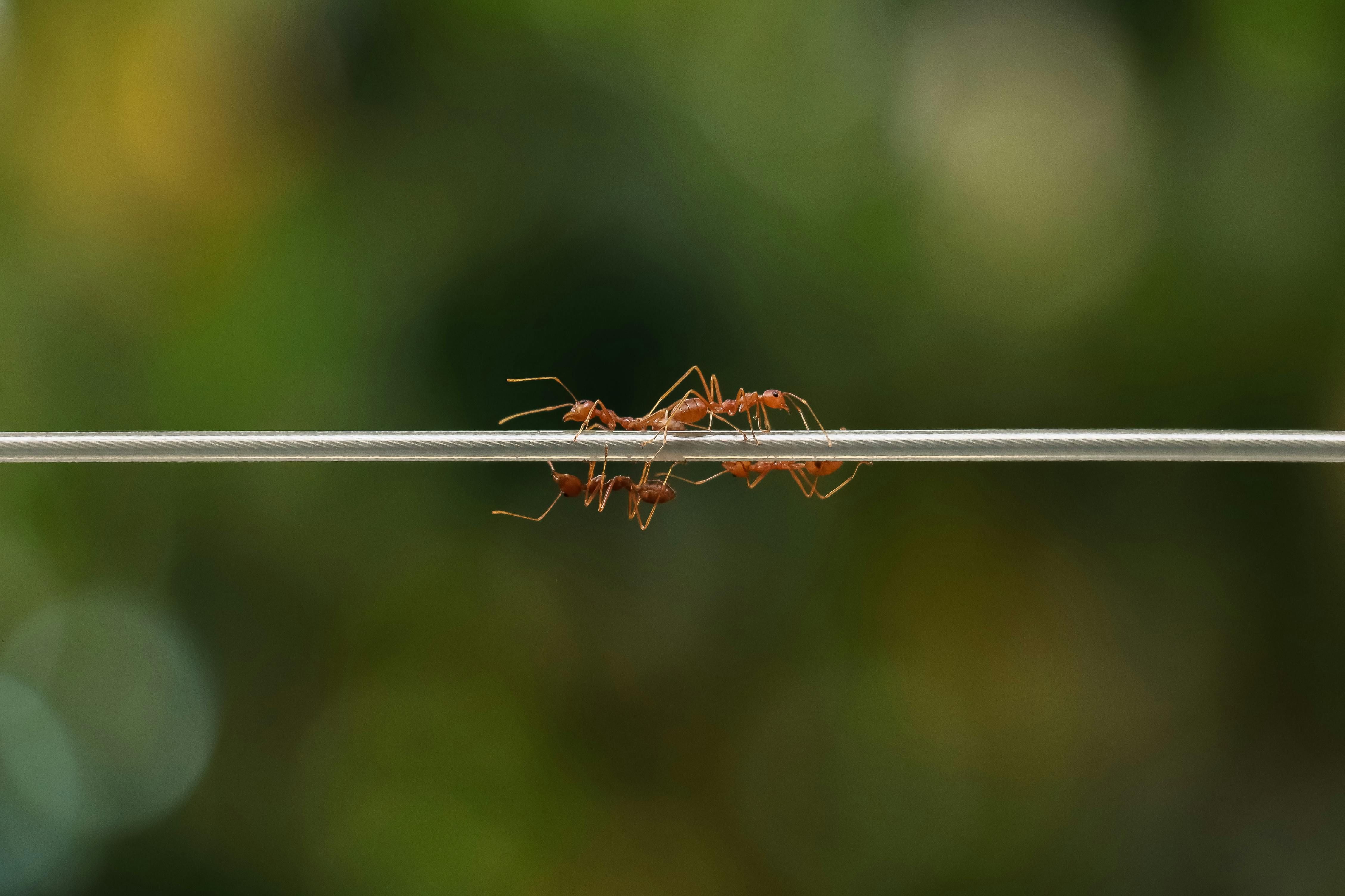От муравьев можно избавиться без лишних усилий