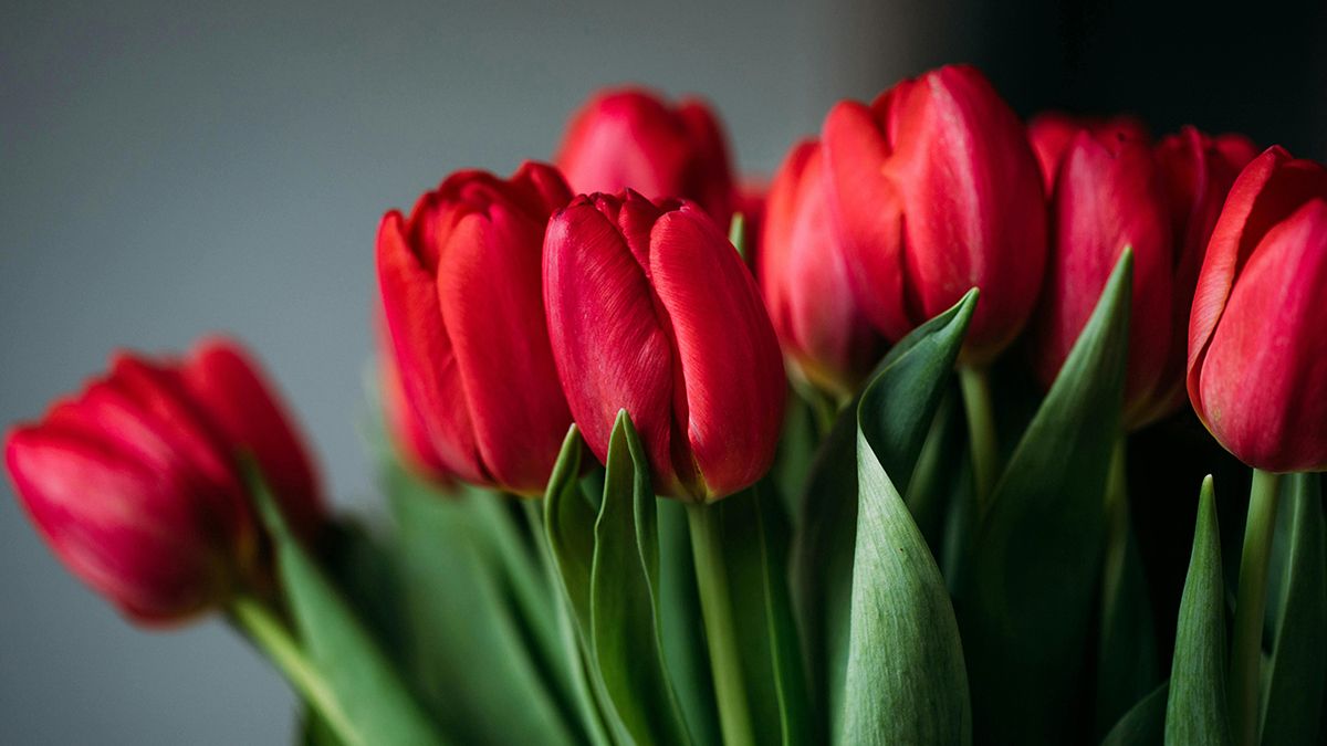 Когда надо сажать тюльпаны весной Когда надо сажать тюльпаны весной