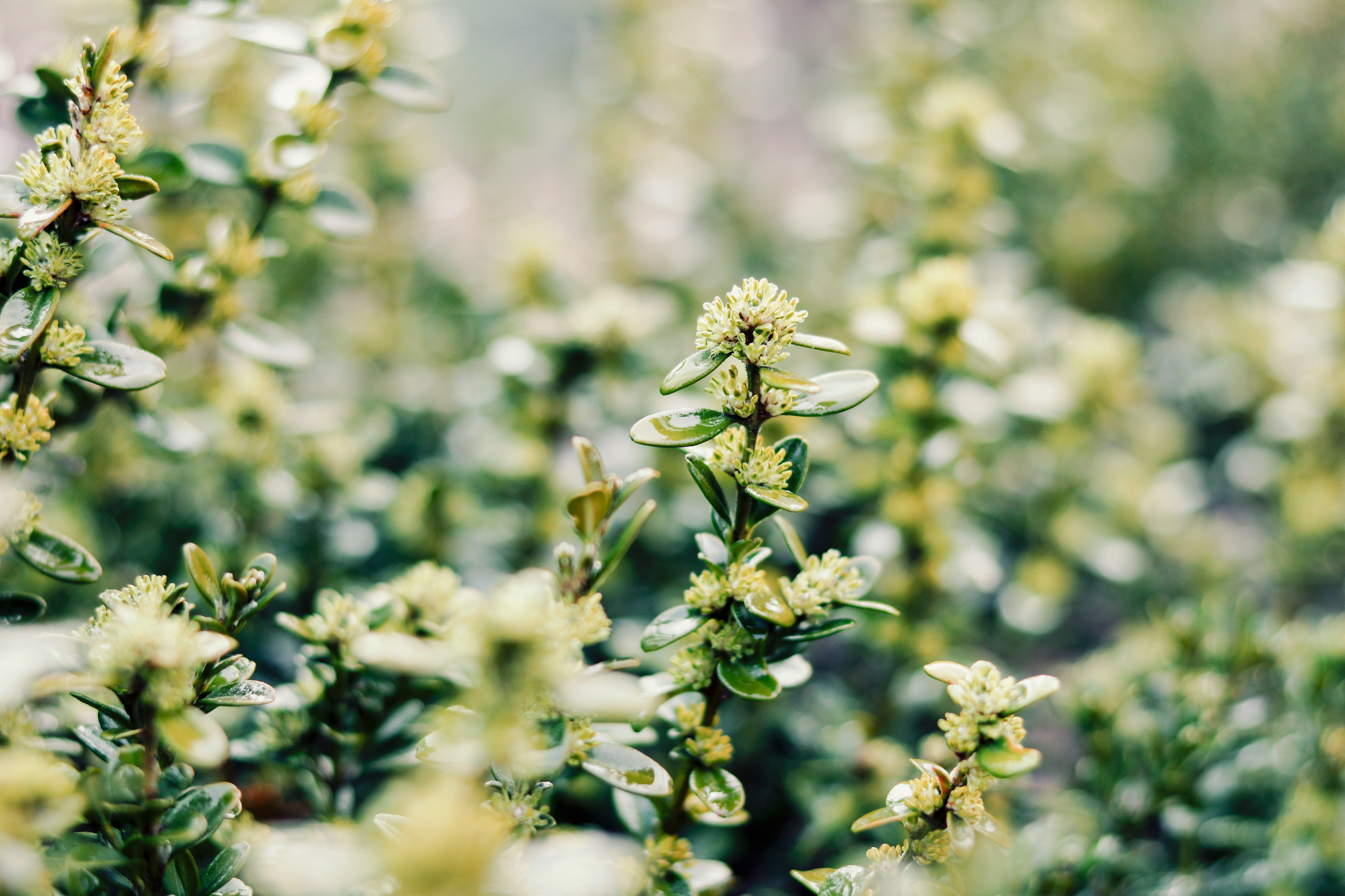 Чи можна садити біля хати самшит - як доглядати за самшитом та де його садити - Поради Чи можна садити біля хати самшит - як доглядати за самшитом та де його садити - Поради