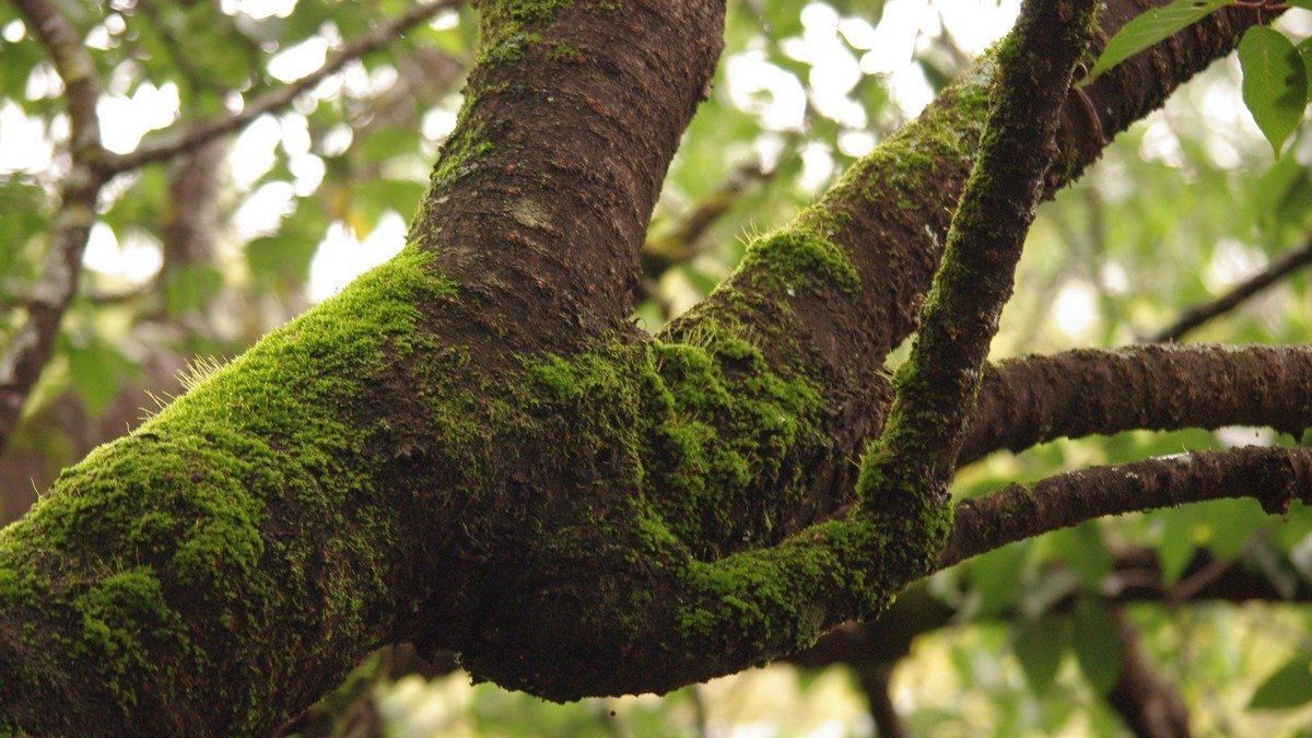 Два метода, которые помогут избавиться от мха с деревьев