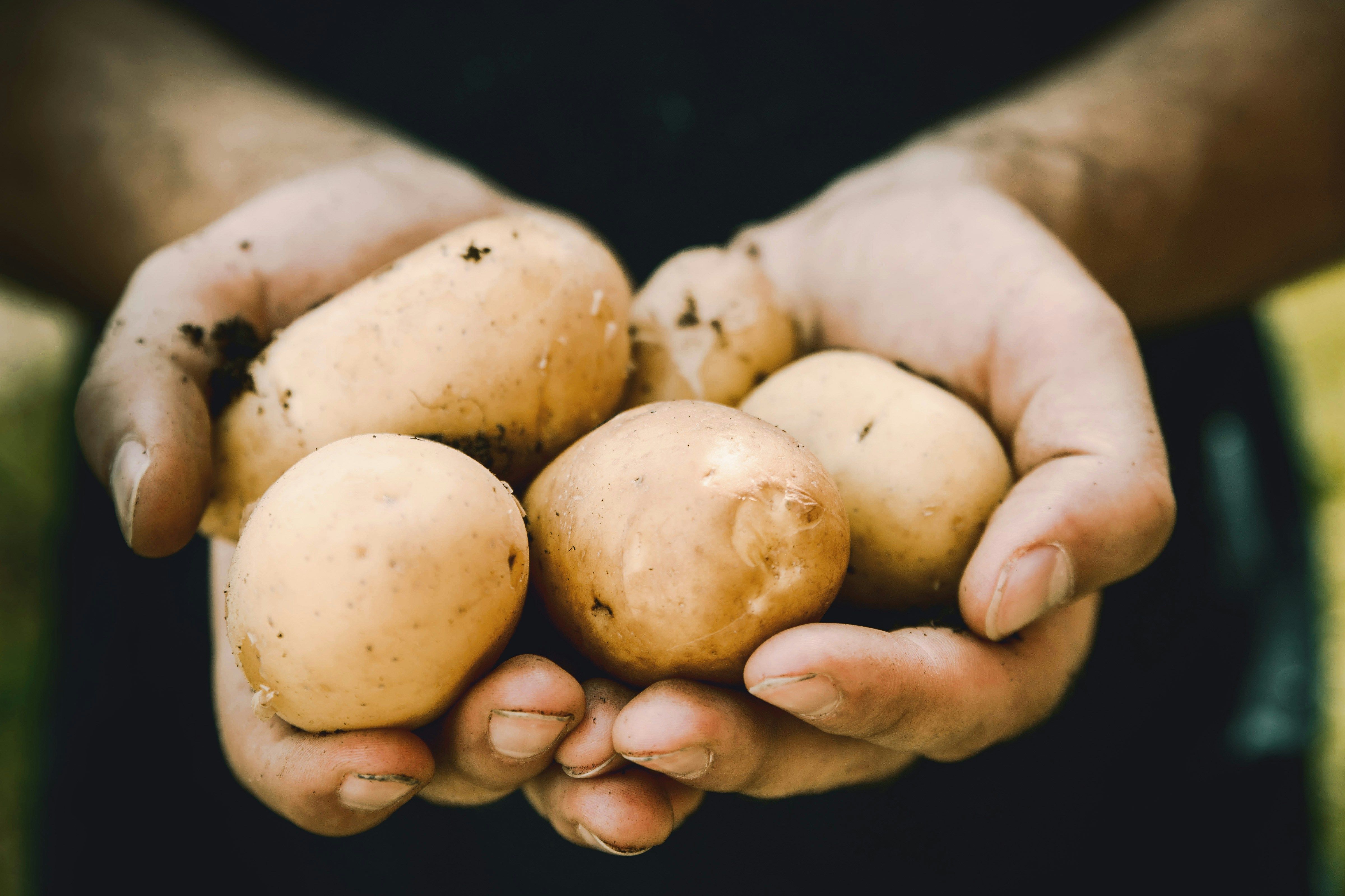 Посівний календар посадки картоплі на квітень 2024 - коли садити картоплю - Поради