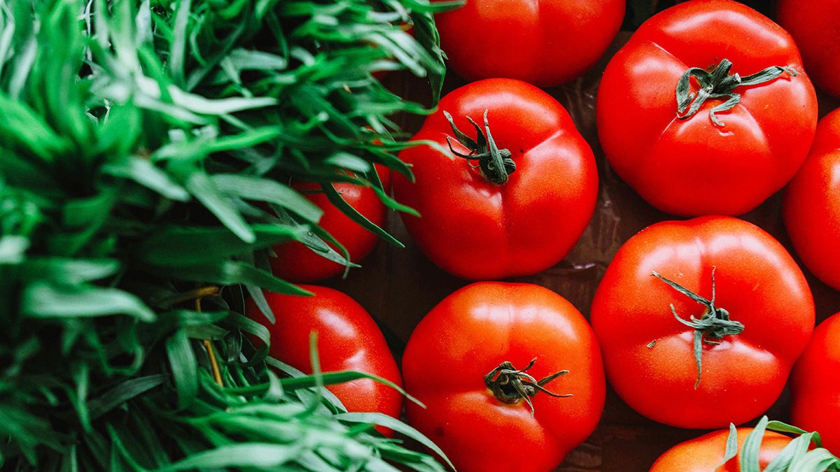 Ріст помідорів можна збільшити завдяки лайфхакам