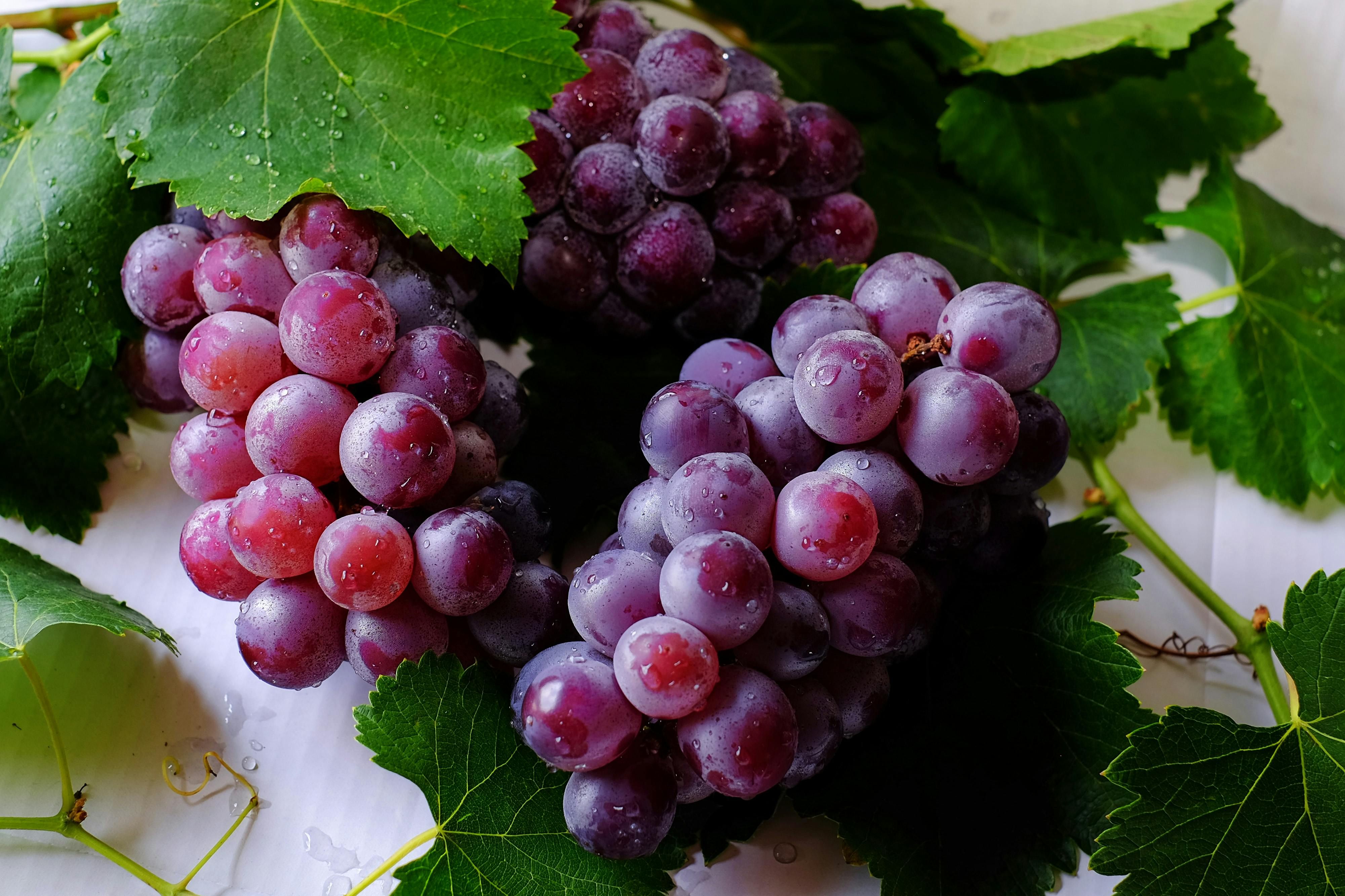 Виноград потрібно підживлювати навесні