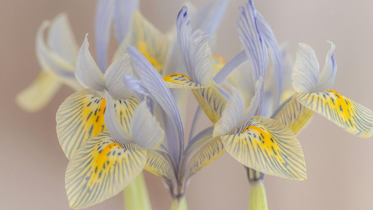 Когда надо сажать ирисы Когда надо сажать ирисы