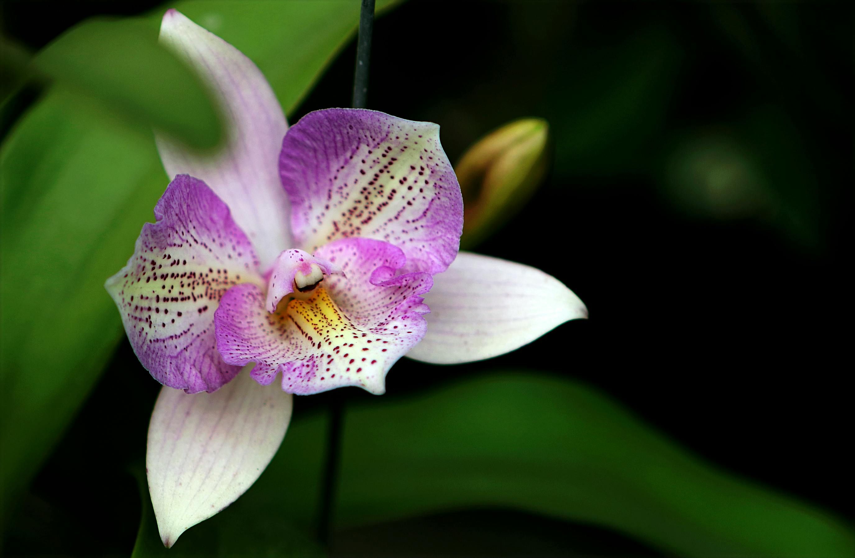 Орхидеи нуждаются в уходе во время цветения