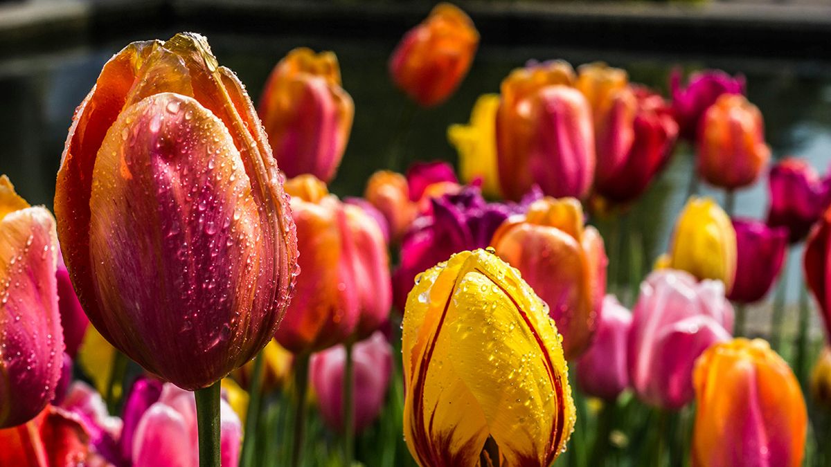 Тюльпани у квітні треба підливати Тюльпани у квітні треба підливати