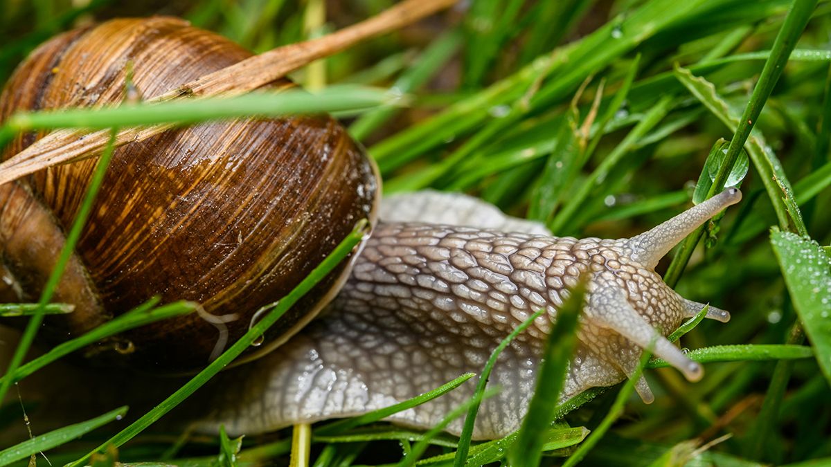Слимаків можна уникнути з городу Слимаків можна уникнути з городу