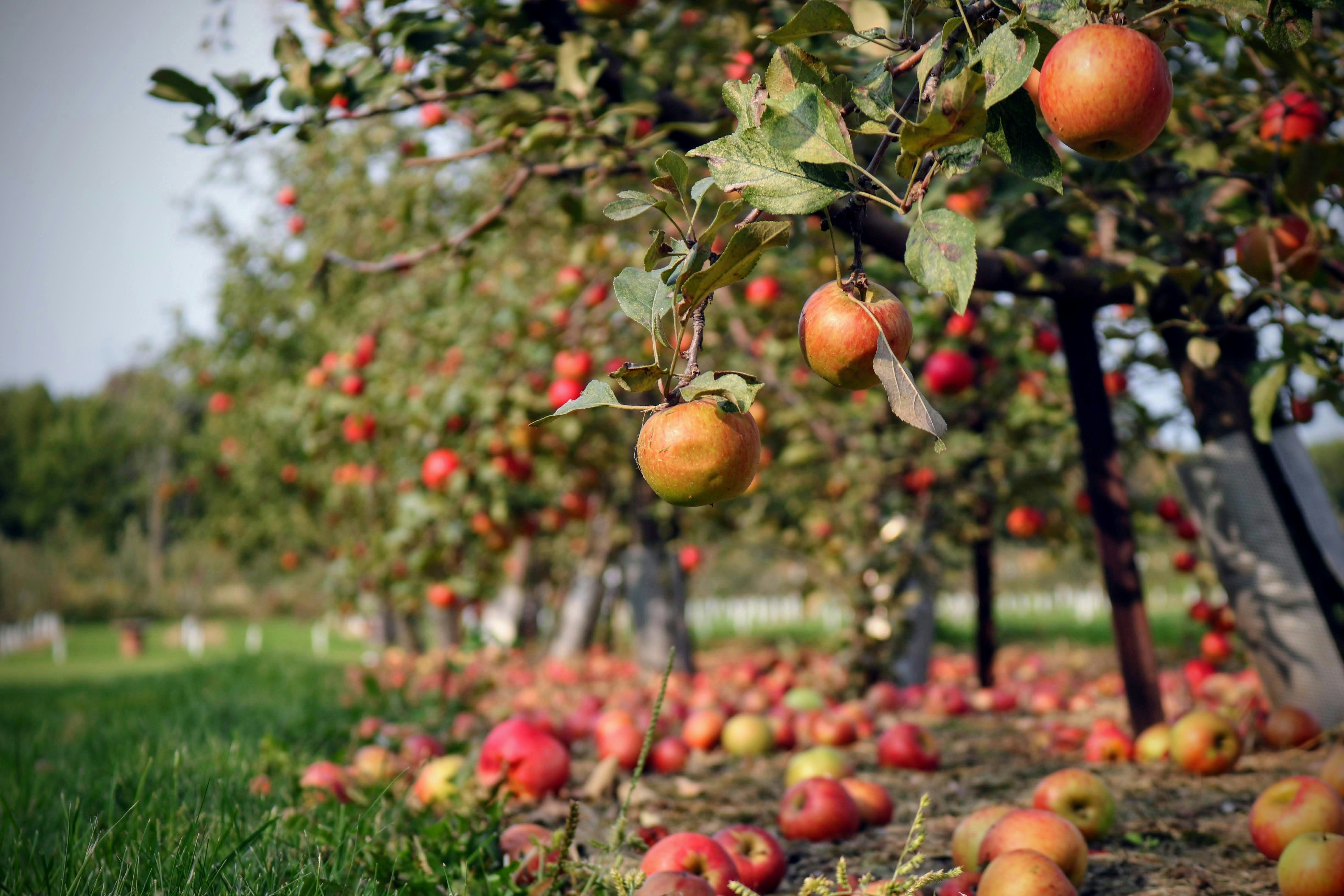 Чим підживити дерева весною - найкращі добрива для яблуні, вишні, груші, сливи - Поради