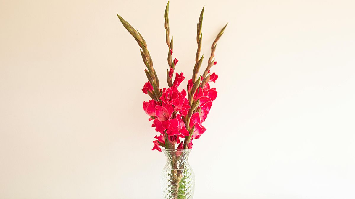 Відомо коли треба садити гладіолуси Відомо коли треба садити гладіолуси