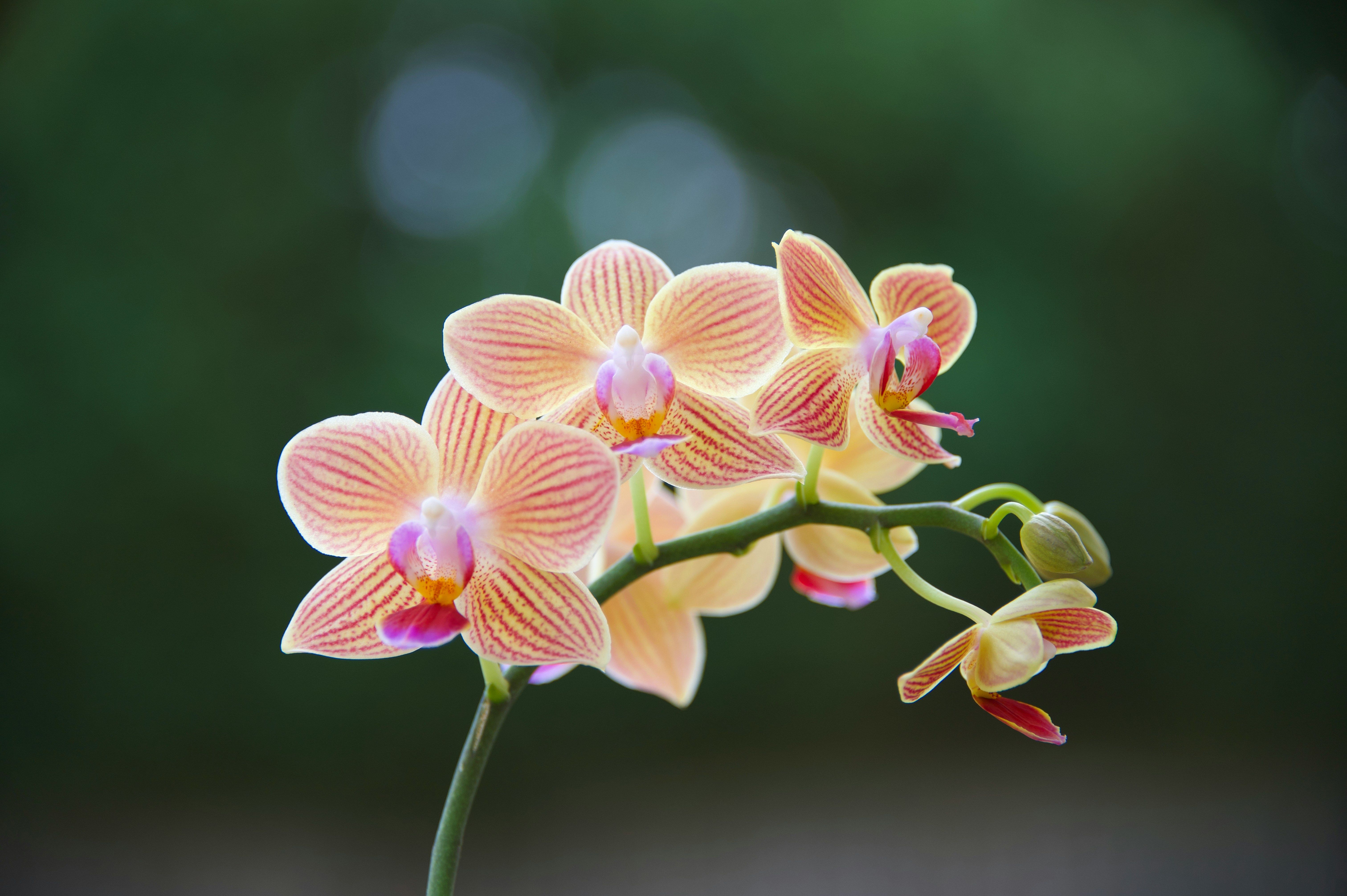 Можно ли подкармливать орхидею во время цветения - как ухаживать за орхидеями - Советы