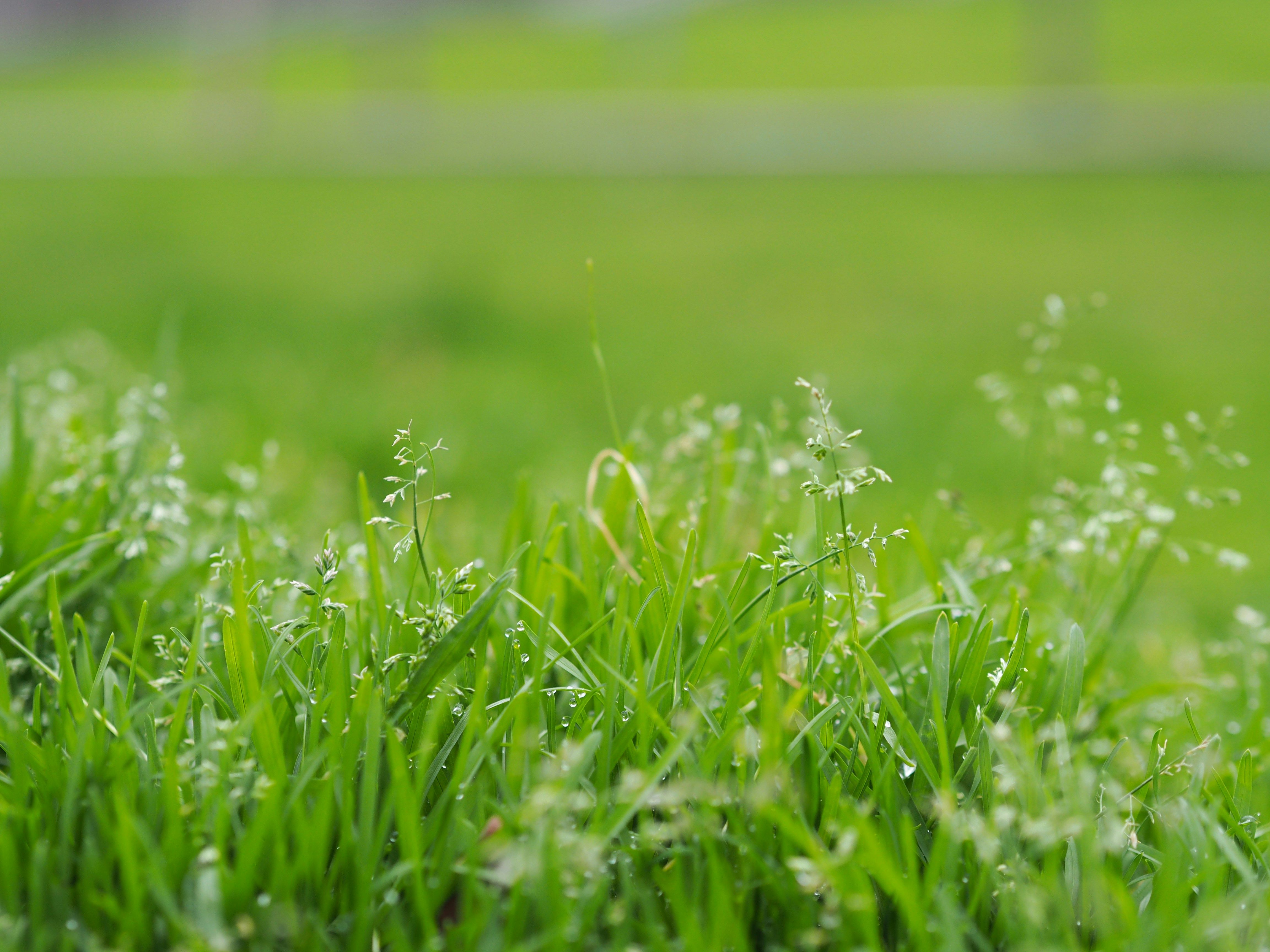 Удобрение из травы - как приготовить эффективный настой из травы для сада и огорода - Советы